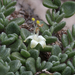 Wilsonia rotundifolia - Photo (c) pgentles,  זכויות יוצרים חלקיות (CC BY-NC)