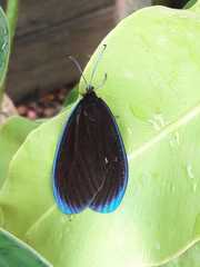 Pompelon marginata