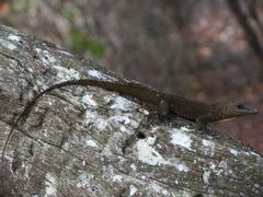 Anolis acutus