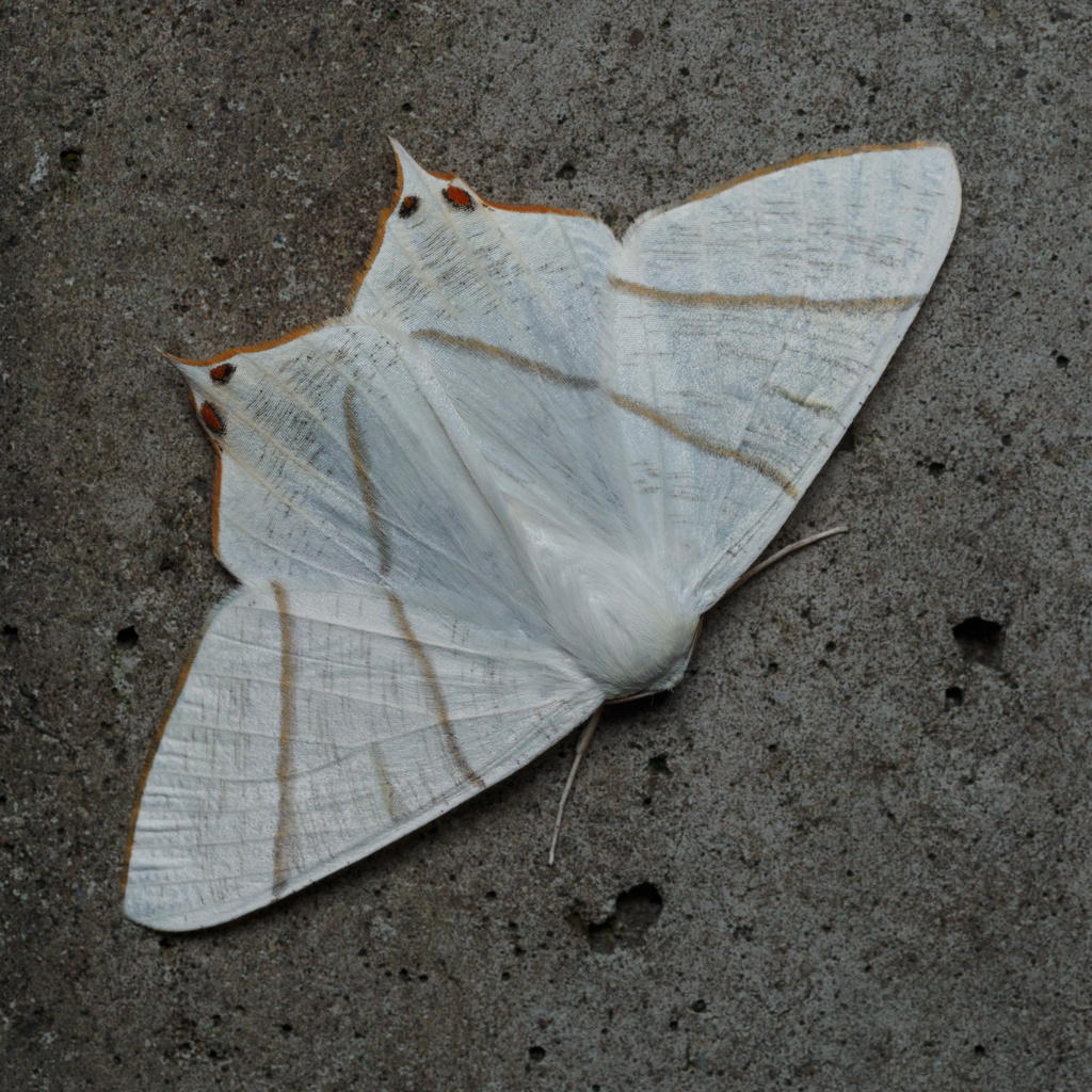 Ourapteryx nivea