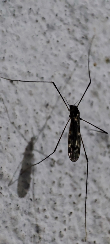 Rhipidia breviramosa