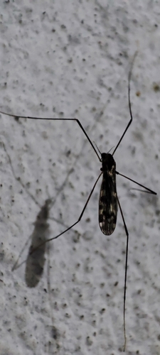 Rhipidia (Rhipidia) breviramosa