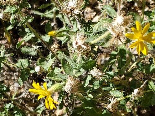 Hispid goldenaster (Heterotheca hispida)