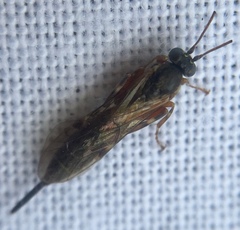 Itoplectis