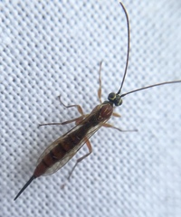 Tromatobia lineatoria