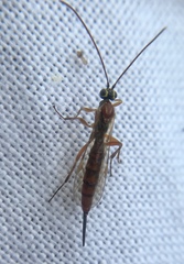 Tromatobia lineatoria