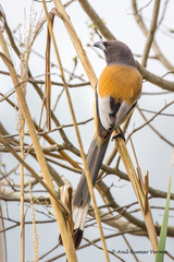 Dendrocitta vagabunda