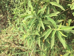 Blumea balsamifera