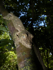 Uroplatus henkeli