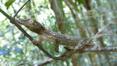 Uroplatus henkeli