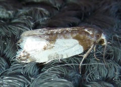 Henricus fuscodorsana