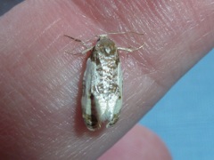 Henricus fuscodorsana