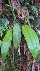 Platanthera stenoglossa