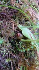 Platanthera stenoglossa