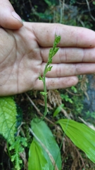 Platanthera stenoglossa