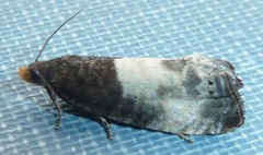 Notocelia cynosbatella