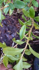 Daphne arisanensis