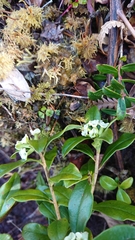 Daphne arisanensis