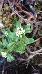 Daphne arisanensis