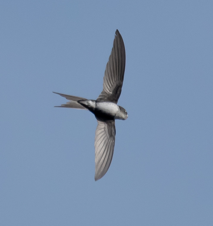 New World Palm Swifts