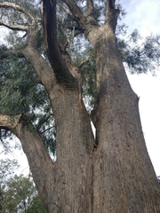 Eucalyptus amygdalina