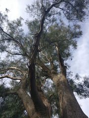 Eucalyptus amygdalina