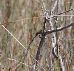 Procordulia jacksoniensis