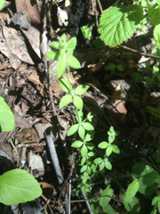 Galium californicum