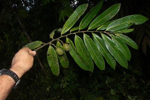 Virola pavonis