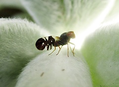 Aciura coryli