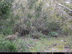 Francolinus francolinus