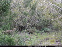 Francolinus francolinus