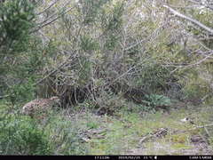 Francolinus francolinus