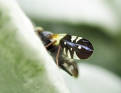 Aciura coryli