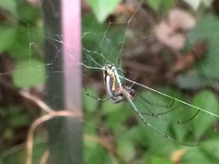 Leucauge blanda