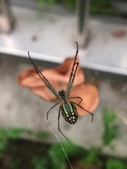 Leucauge blanda