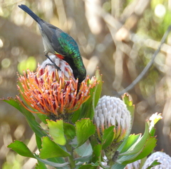 Leucospermum