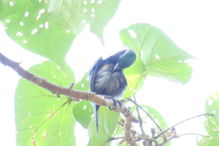 Leptocoma calcostetha