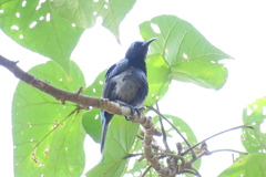 Leptocoma calcostetha