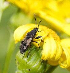 Euander lacertosus
