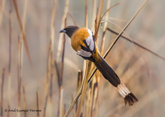 Dendrocitta vagabunda