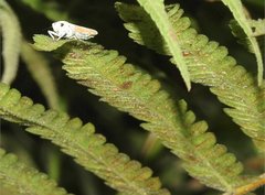 Bothrogonia ferruginea