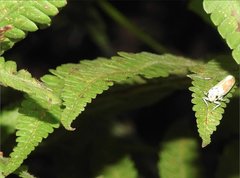 Bothrogonia ferruginea