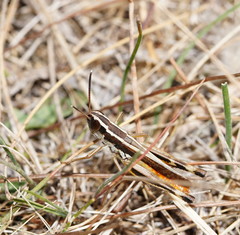 Macrotona australis