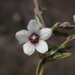 Guichenotia asteriskos - Photo (c) geoffbyrne, some rights reserved (CC BY-NC)