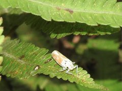 Bothrogonia ferruginea