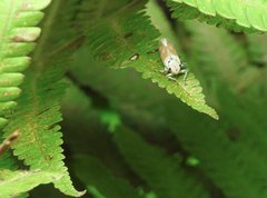 Bothrogonia ferruginea