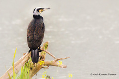 Phalacrocorax carbo