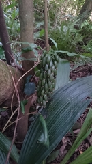 Calanthe formosana