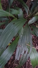 Calanthe formosana